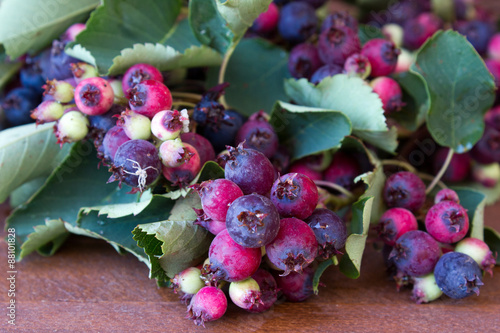 Bunch of first wild autumn berry, Saskatoon in front of dark wooden background