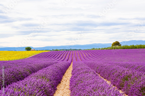 Blossoming lavender and sunflower fields in Provence, France.