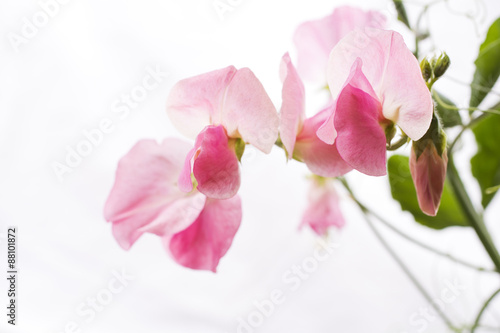 ピンクのスイートピーの花