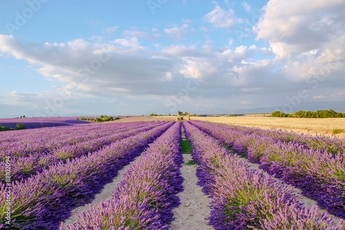 Lavender fields near Valensole in Provence  France on sunset
