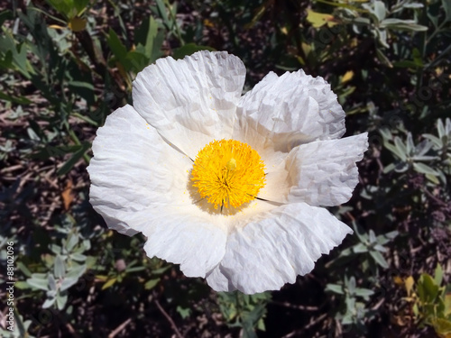 A Matilija Poppy flowers in the early summertime near Loas Angeles. The flower resembles an over easy or fried egg.