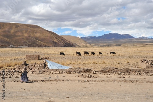 Livestock in the vastness of the Altiplano
