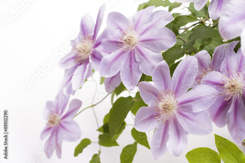 紫色のクレマチスの花のアップ