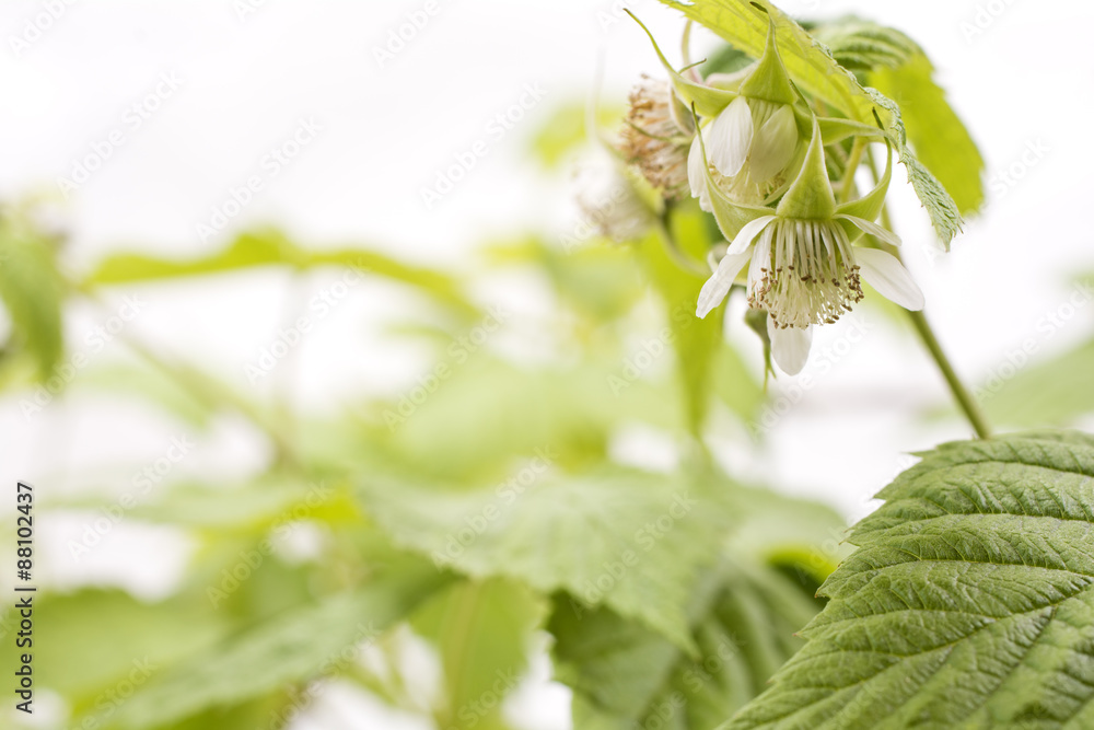 白背景のラズベリーの花 Stock Photo Adobe Stock
