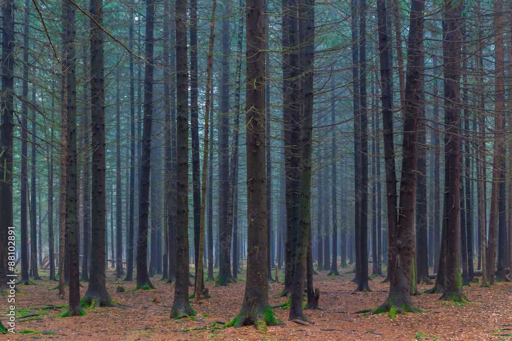 Obraz premium dense dark coniferous forest autumn day