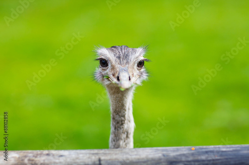 Ostrich head closeup. Animal zoo, outdoors © Irina Schmidt