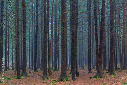 dense dark coniferous forest autumn day