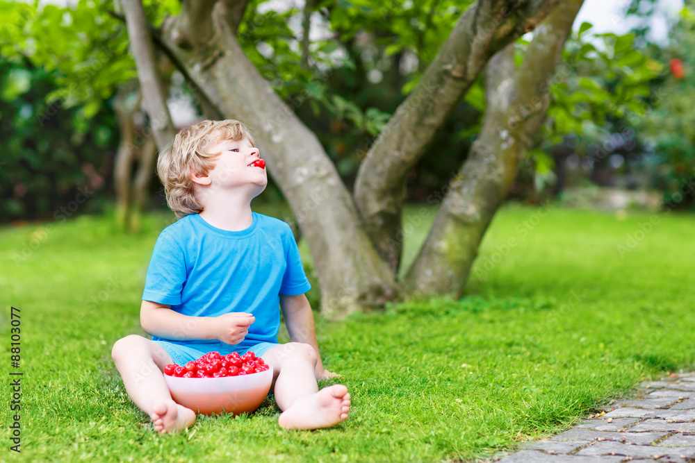 Little kid boy picking cherries in garden, outdoors. Little kid boy picking cherries in garden, outdoors.