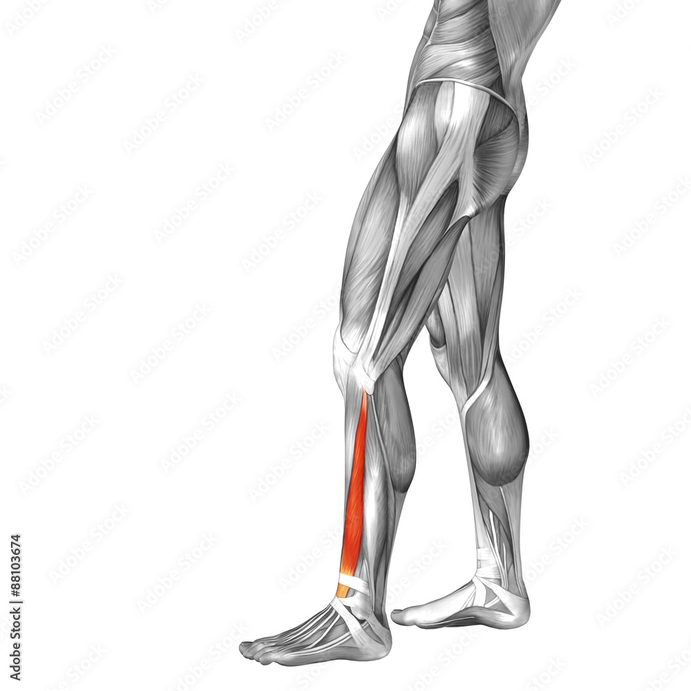 Conceptual 3D human back lower leg muscle anatomy Conceptual 3D human back lower leg muscle anatomy