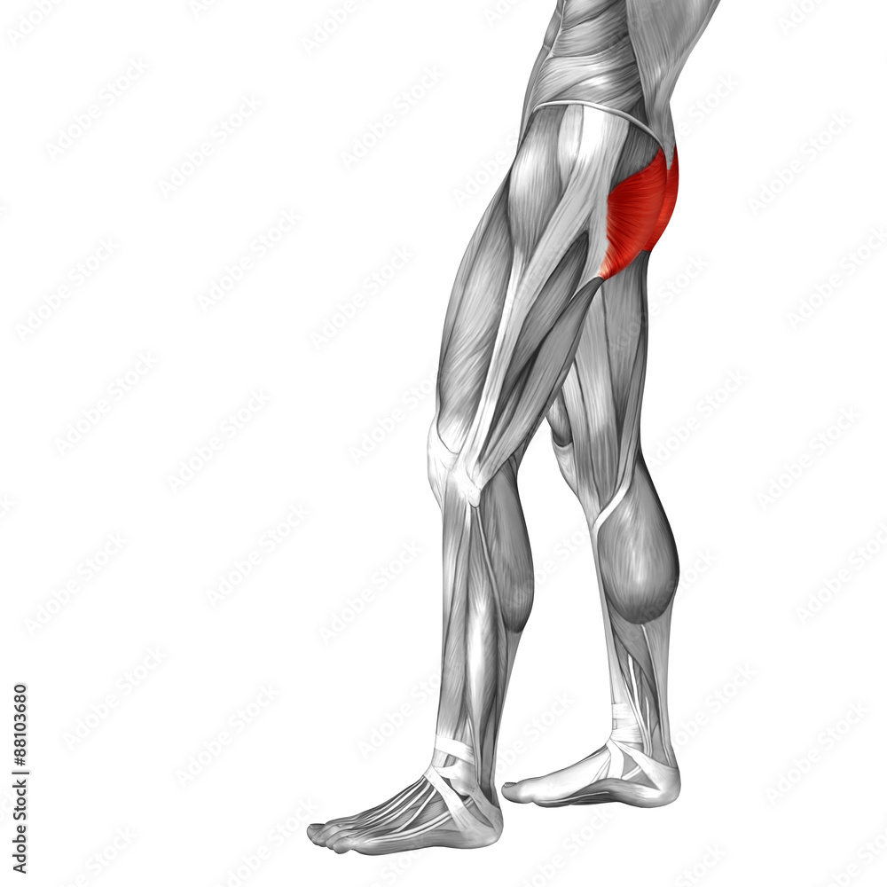 Conceptual 3D human back upper leg muscle anatomy Conceptual 3D human back upper leg muscle anatomy