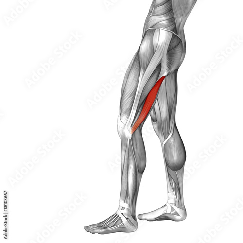 Conceptual 3D human back upper leg muscle anatomy © high_resolution