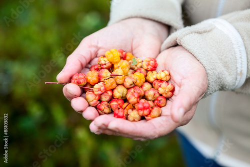 A handful of full ripe cloudberry, women's hands