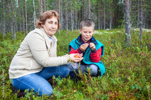 Mother and son are harvested and eaten fresh cloudberries in the forest in the swamp