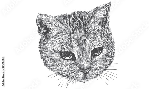 Head cat 01 V8 / Drawing monochrome High resolution illustration vector. © patthana