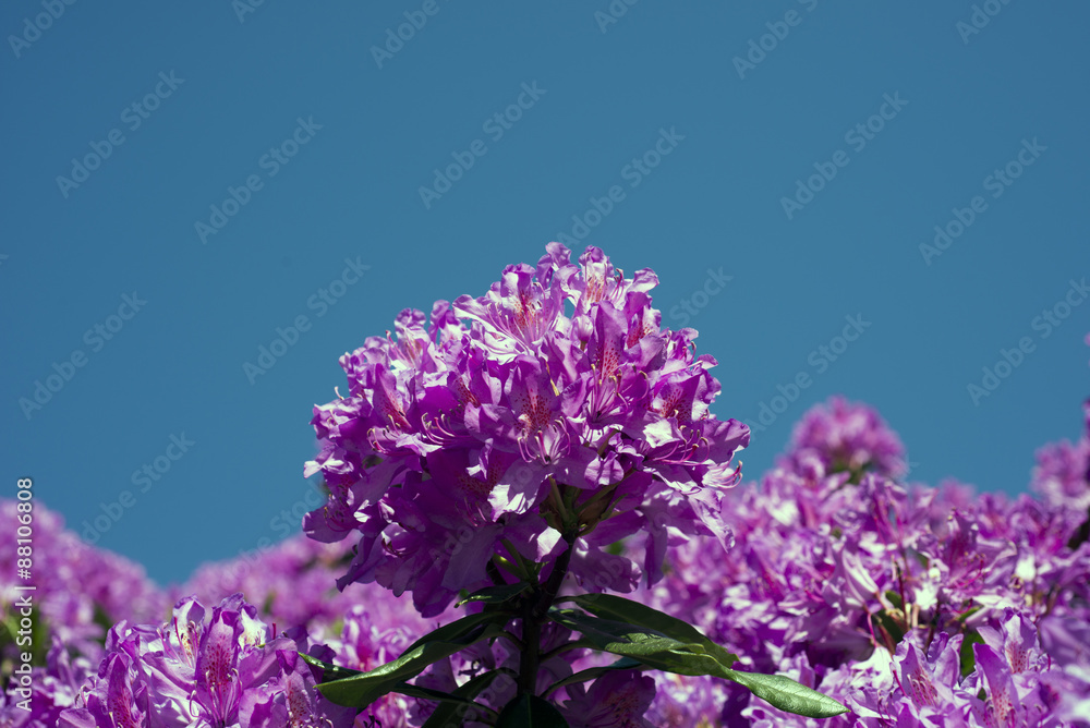 Sky blue Rhododendron