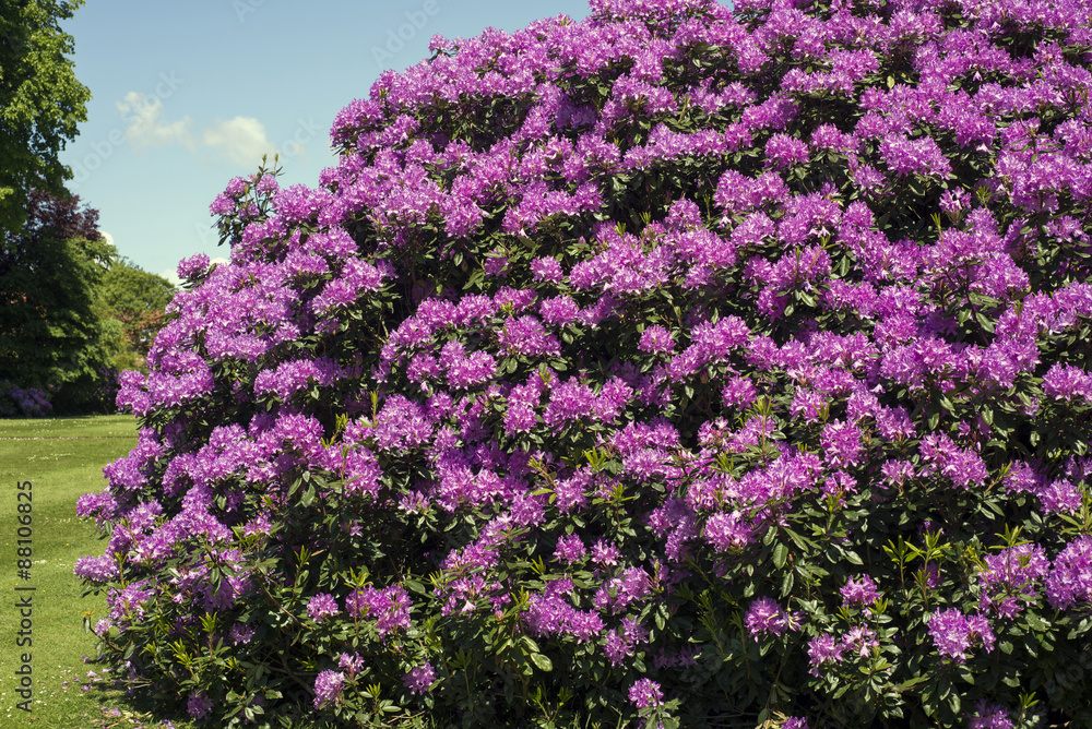 Purple rhododendron in park