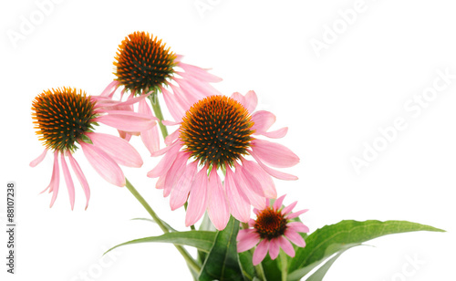 Fototapeta Naklejka Na Ścianę i Meble -  echinacea flowers