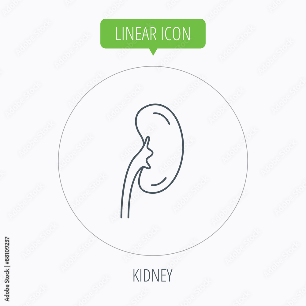 Kidney icon. Transplantation organ sign. Kidney icon. Transplantation organ sign.