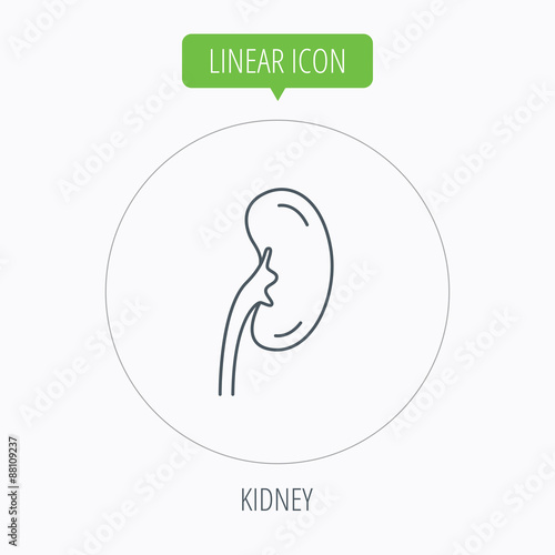 Kidney icon. Transplantation organ sign.