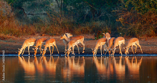 Impala herd with reflections in water photo