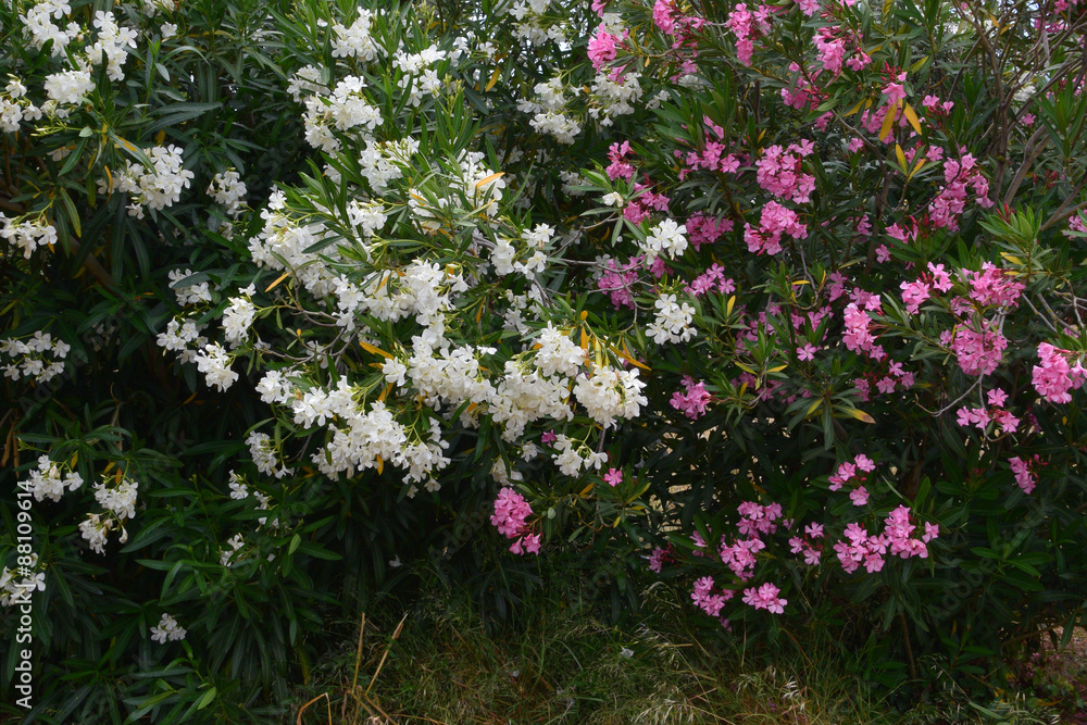 nerium oleander shrub nerium oleander shrub