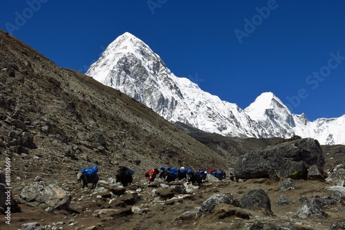 Yak caravan comming from Everest Base Camp and snow covered Pumo Ri