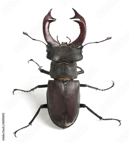Stag beetle isolated on white background