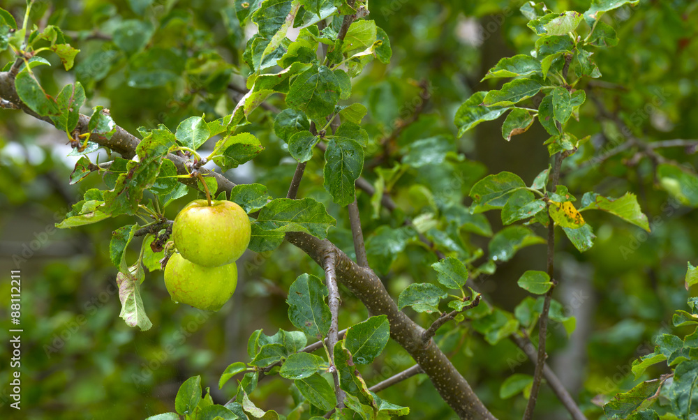 Apples hanging in a tree after rain in summer Apples hanging in a tree after rain in summer