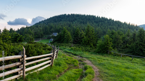 Fototapeta Naklejka Na Ścianę i Meble -  Dirt road through the mountain wood, Carpathians