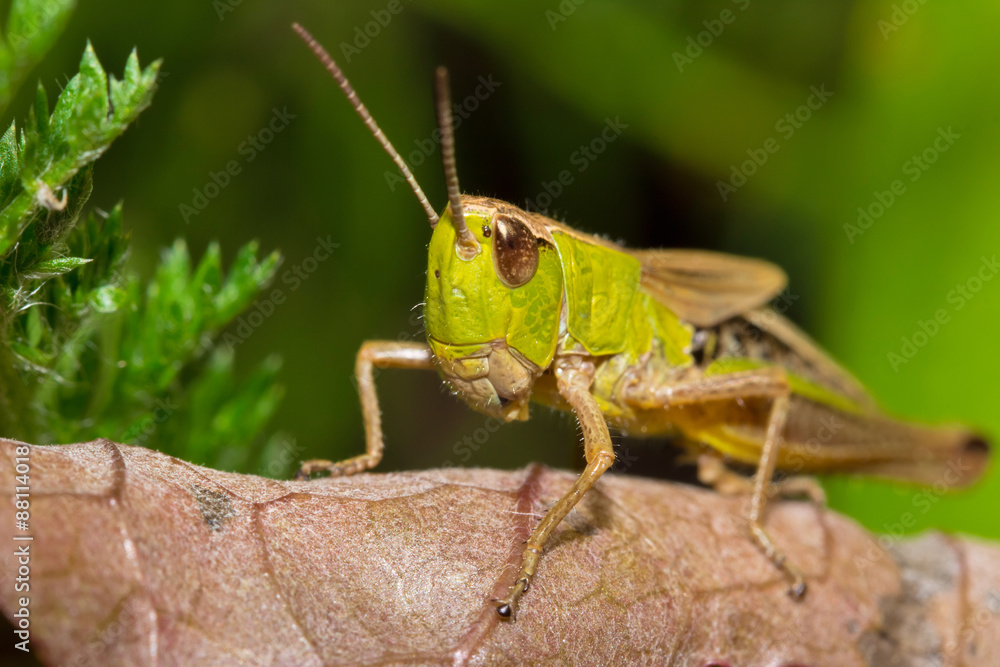 Insect macro grasshopper sits on a brown leaf ( selective focus) Insect macro grasshopper sits on a brown leaf ( selective focus)