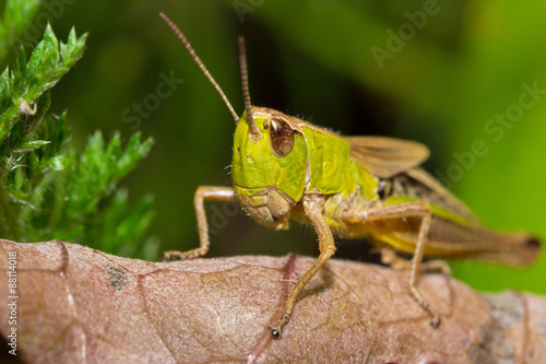Insect macro grasshopper sits on a brown leaf ( selective focus)