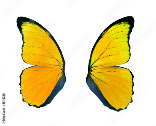 Yellow butterfly wing isolated on white background.