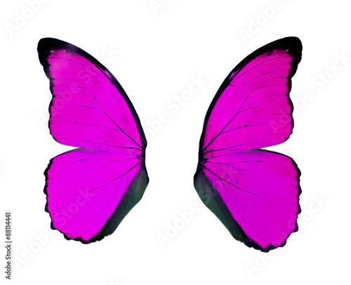 Purple wings butterfly isolated on white background..