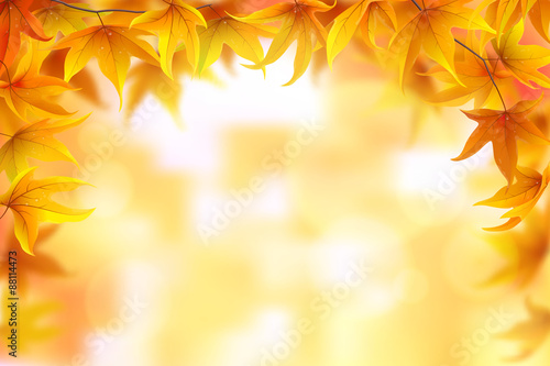 Autumn background with maple leaves  vector illustration