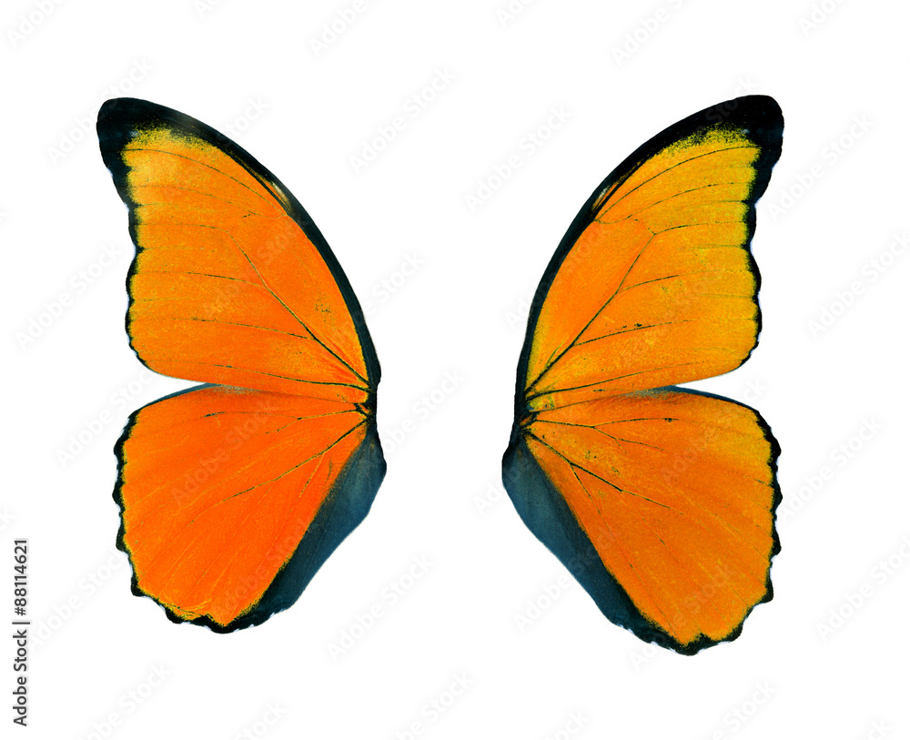 Obraz premium Orange wings butterfly isolated on white background..
