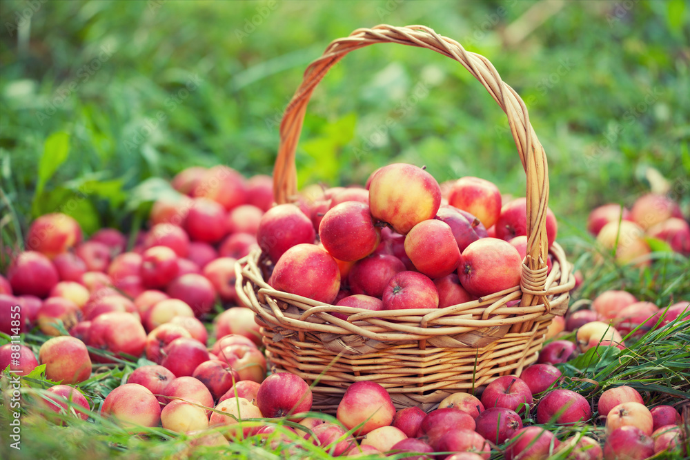 Basket with red apples on the grass Basket with red apples on the grass