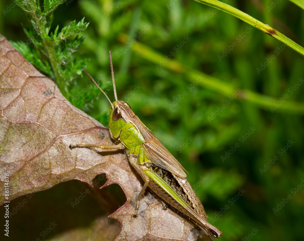 Insect macro grasshopper sits on a brown leaf ( selective focus) Insect macro grasshopper sits on a brown leaf ( selective focus)