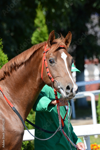Portrait of red arabian stallion in the paddock before a race