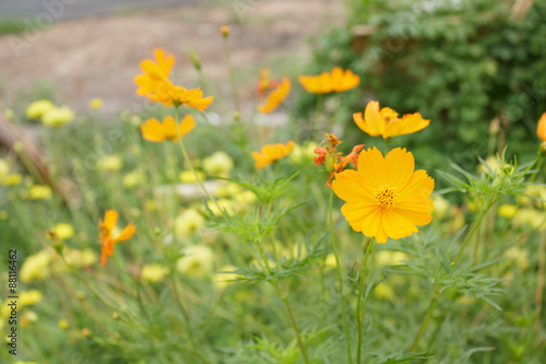 Yellow cosmos flowers