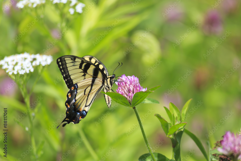 Swallowtail Butterfly Feeding on Purple Clover Swallowtail Butterfly Feeding on Purple Clover