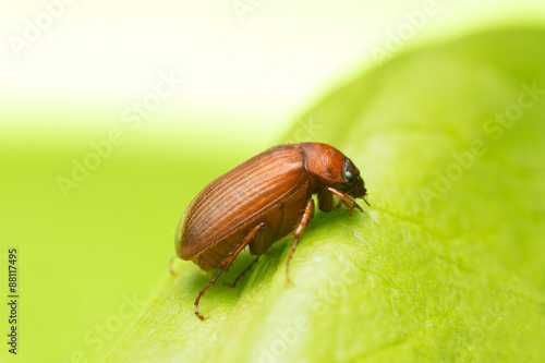 Brown chafer, Serica brunnea on leaf, copy space in the photo