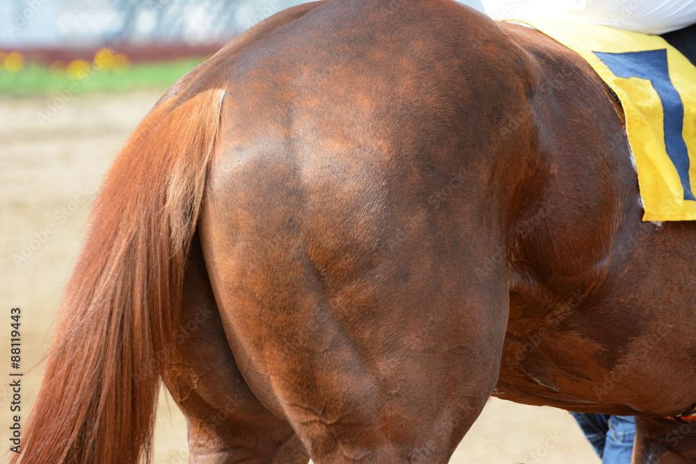 The back of the red horse racing