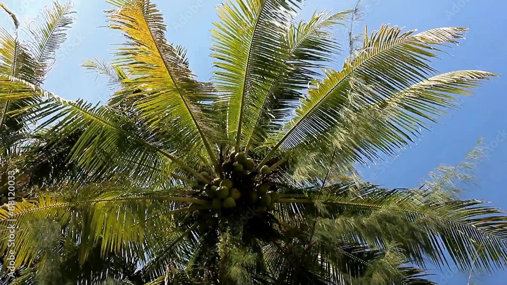 the top of a palm tree with coconuts the top of a palm tree with coconuts
