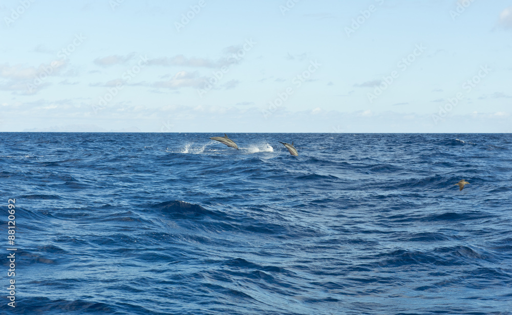 Delfines en libertad Delfines en libertad