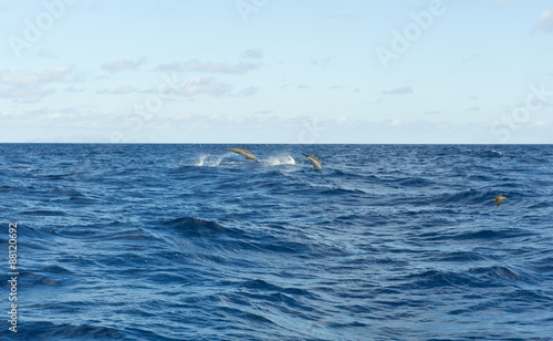 Delfines en libertad © alberiam