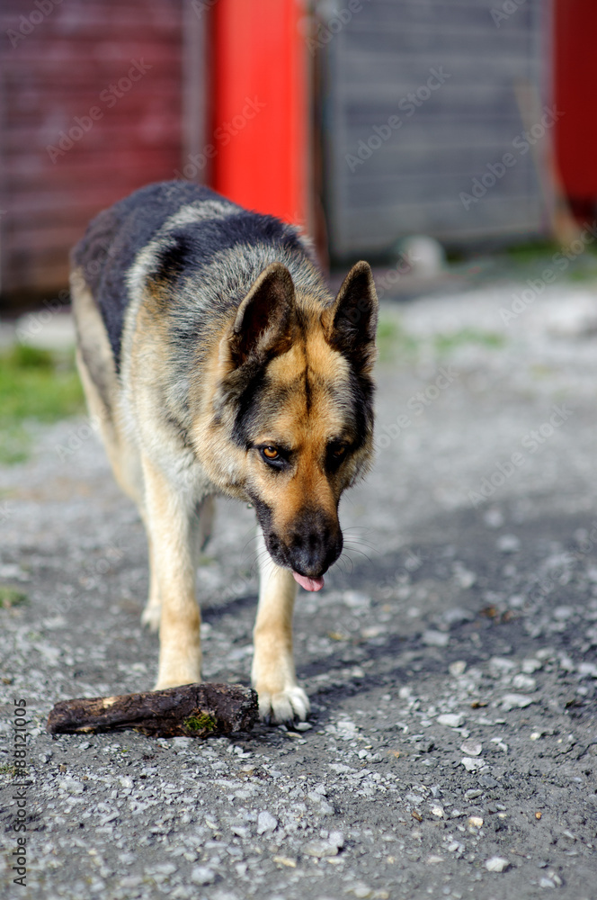 Dog and a Stick