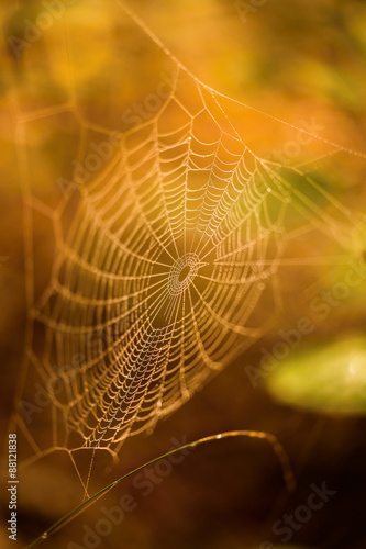 Autumn colors cobweb © amajk