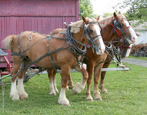 Belgian Draft Horses – Three large Belgian draft horses stand waiting, while hitched to a wagon.
