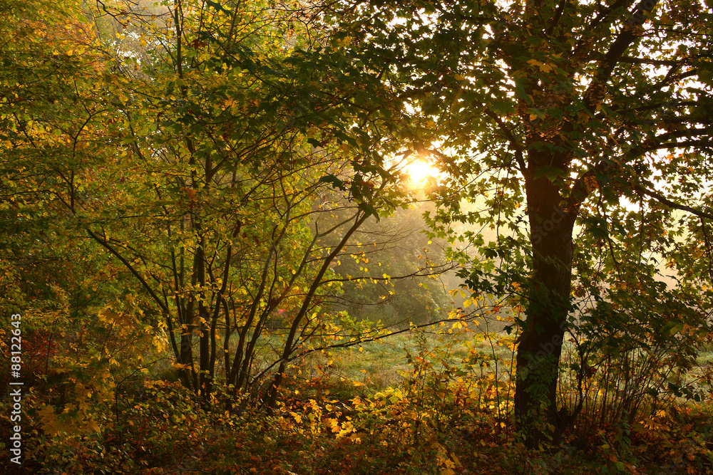 Fototapeta premium autumn road to forest