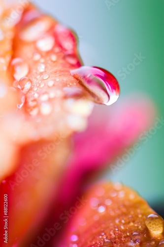 Canvas Print Closeup of yellow rose petails covered dew